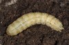 Agrotis corralejoi: Präpuppe in Sommerdiapause, aus dem Sand geholt (e.l. Fuerteventura, Costa Calma, Raupen im Februar 2010) [S]