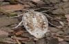 Agrotis corralejoi: Brachypteres Weibchen (e.l. Fuerteventura, Costa Calma, Raupen im Februar 2010) [S]