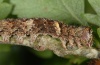 Allophyes corsica: Raupe (e.l. Sardinien 2012) [S]