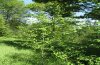 Orthosia populeti: Habitat: mit Raupen besetzte junge Zitterpappeln in einem (noch!) lichten Waldgebiet (2009) auf der Ostalb [N]