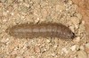 Agrotis bigramma: Half-grown larva (Cyprus, Paphos, late February 2017) [S]