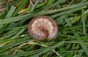 Apamea crenata: Half-grown larva [S]