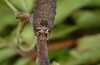 Allophyes cretica: Larva (e.l. Crete 2013) [S]