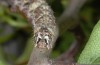 Allophyes cretica: Raupe (e.l. Kreta 2013) [S]