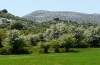 Allophyes cretica: Larvalhabitat auf Kreta im Idagebirge Anfang Mai 2013 [N]