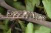 Allophyes cretica: Larva (e.l. Crete 2013) [S]