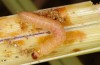 Sesamia cretica: Half-grown larva (Greece, Rhodes, Apolakkia, September 2013) [M]