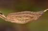 Macrochilo cribrumalis: Larva (e.l. rearing, S-Germany, Memmingen, larva in early April 2021) [S]