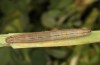 Macrochilo cribrumalis: Larva (e.l. rearing, S-Germany, Memmingen, larva in early April 2021) [S]