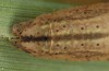 Macrochilo cribrumalis: Larva (e.l. rearing, S-Germany, Memmingen, larva in early April 2021) [S]