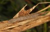 Macrochilo cribrumalis: Larva in the penultimate instar (S-Germany, Memmingen, early April 2021) [S]