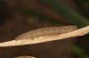 Macrochilo cribrumalis: Larva in the penultimate instar (S-Germany, Memmingen, early April 2021) [M]