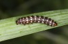 Brithys crini: Half-grown larva (e.o. rearing, Sicily, Selinunte, eggs found in late April 2023) [S]