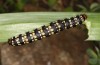 Brithys crini: Larva (e.o. rearing, Sicily, Selinunte, eggs found in late April 2023) [S]