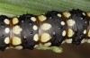 Brithys crini: Larva (e.o. rearing, Sicily, Selinunte, eggs found in late April 2023) [S]
