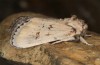 Brithys crini: Female (e.o. rearing, Sicily, Selinunte, eggs found in late April 2023, moth in late July 2023) [S]