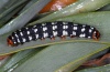Brithys crini: Larva (e.l. Sardinia 2012) [S]