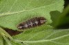 Nola cucullatella: Larva (Abruzzes, L'Aquila, May 2013) [M]