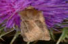Chersotis cuprea: Falter (Griechenland, Olymp, 2600m, Ende Juli 2012) [N]