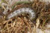 Euxoa cursoria: Halbw&uuml;chsige Raupe (Ostfriesland, Spiekeroog, Ende April 2022) [M]