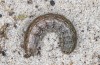 Euxoa cursoria: Raupe (e.l. Ostfriesland, Spiekeroog, Raupen Ende April 2022) [S]