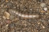 Euxoa cursoria: Raupe (e.l. Ostfriesland, Langeoog, Raupen Ende April 2022) [S]
