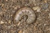 Euxoa cursoria: Raupe (e.l. Ostfriesland, Langeoog, Raupen Ende April 2022) [S]