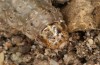 Euxoa cursoria: Raupe (e.l. Ostfriesland, Langeoog, Raupen Ende April 2022) [S]