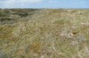 Euxoa cursoria: Larvalhabitat (Ostfriesland, Langeoog, Ende April 2022) [N]