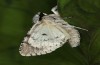 Acronicta cuspis: Adult drying its wings (e.l. SW-Bavaria, Woringer Wälder near Memmingen, rearing with larva found on 24.09.2015, leg., cult. & phot. Peter Schmidt) [S]
