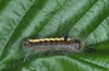 Acronicta cuspis: Raupe nach der letzten Häutung (e.l. Wald E Aichstetten, Ende August 2015) [S]