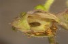 Omia cymbalariae: Feeding scars (NW-Italy, Perrero, Punta Cialancia, 13 Laghi, August 2018) [S]