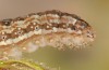 Omia cymbalariae: Larva (NW-Italy, Perrero, Punta Cialancia, 13 Laghi, August 2018) [S]