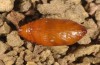 Omia cymbalariae: Pupa (e.l. rearing, NW-Italy, Perrero, Punta Cialancia, 13 Laghi, August 2018) [S]