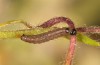 Omia cymbalariae: Young larva (NW-Italy, Perrero, Punta Cialancia, 13 Laghi, August 2018) [S]