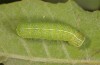 Orthosia cypriaca: Larva in the last instar (W-Cyprus, Agios Therapon, early April 2018) [M]