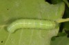 Orthosia cypriaca: Larva in the last instar (W-Cyprus, Agios Therapon, early April 2018) [M]