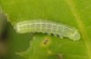 Orthosia cypriaca: Half-grown larva (W-Cyprus, Agios Therapon, early April 2018) [M]