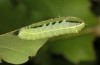 Orthosia cypriaca: Larva in the last instar (W-Cyprus, Agios Therapon, early April 2018) [M]