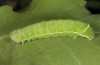 Orthosia cypriaca: Larva in the last instar (W-Cyprus, Agios Therapon, early April 2018) [M]