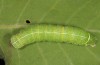 Orthosia cypriaca: Larva in the last instar (W-Cyprus, Agios Therapon, early April 2018) [M]