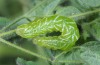 Panchrysia deaurata: Half-grown larva (South Tyrol, Val Müstair, May 2015) [S]