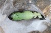 Panchrysia deaurata: Pupa (e.l. rearing South Tyrol 2015) [S]