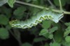 Panchrysia deaurata: Larva (South Tyrol, Val Müstair, May 2015) [S]