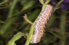 Periphanes delphinii: Larva (NW-Bulgaria, Dragoman, early June 2018) [S]
