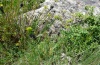 Simyra dentinosa: Raupen an Euphorbia seguierana (Drama, Mai 2011) [N]