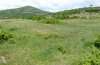 Simyra dentinosa: Habitat in Northern Greece in the near Drama, May 2011) [N]