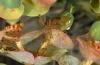 Simyra dentinosa: Young larvae (Northern Greece, May 2011) [N]