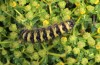 Simyra dentinosa: Larva (Samos, May 2014) [M]
