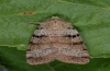 Eugnorisma depunctum: Adult (e.l. 2012, Upper Valais) [S]